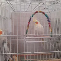 عروس هلندی|پرنده|مبارکه, |دیوار