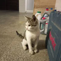 واگذاری بچه گربه|گربه|ساری, |دیوار