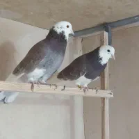 کبوتر پرشی|پرنده|معصومیه, |دیوار