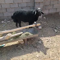 بره نر