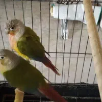 جفت گرینچیک بالغ
