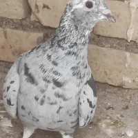 فروشی|پرنده|باوی, |دیوار