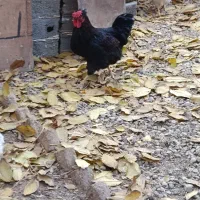 خروس و مرغ محلی تخم گذار