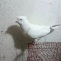 کبوتر|پرنده|شیراز, تندگویان|دیوار