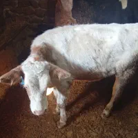 گوساله ماده سیمینتال