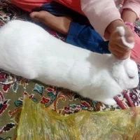 خرگوش بالغ ماده|موش و خرگوش|گنبد کاووس, |دیوار