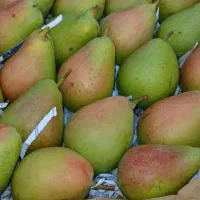 اکیپ میوه چینی