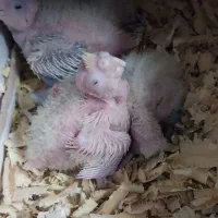 عروس هلندی مولد جوجه بزرگ کن|پرنده|بروجرد, |دیوار