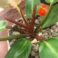 نیازمند پیک موتوری