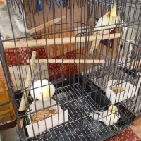 طوطی عروس|پرنده|هشتگرد, هشتگرد قدیم|دیوار