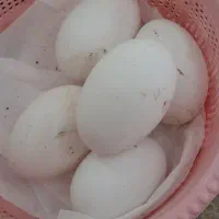 تخم غاز نطفه دار