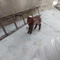 یک عدد بره نر برای فروش