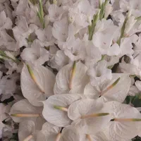 تاج گل|گل و گیاه طبیعی|تهران, ارجمندی راد|دیوار