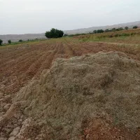 کاه ماش درجه یک بدون خاک کوپه ۶ ملیون