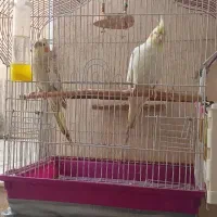 عروس هلندی بامزه