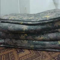 ۳ تا تشک پشمی