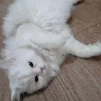 گربه پرشین ماده اماده جفتگیری|گربه|ارومیه, |دیوار