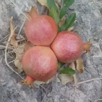 انار می خوش نگین فارس (ایج) انار ایج