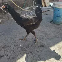 مرغ  محلی و گلین