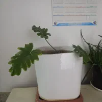 گل قشنگ با گلدون بزرگ