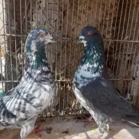 چند عدد کبوتر|پرنده|ماهدشت, |دیوار