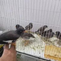 جوجه مینا افغانی کام سیاه دانه خور