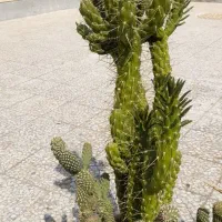 گل وگلدون|گل و گیاه طبیعی|رفسنجان, |دیوار