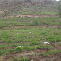 حیاط بزرگ برای کار