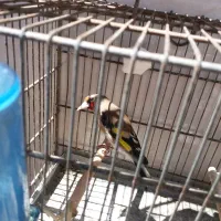 سهره دورگ ماده درشت متولدقفس عطیقه نربیارجفتش کن