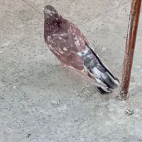 کبوتر سرور نر|پرنده|اصفهان, طامه|دیوار