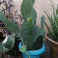 کاکتوس|گل و گیاه طبیعی|تهران, طیب|دیوار