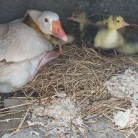 تخم مرغ  نطفه دار و قوغاز با جوجه
