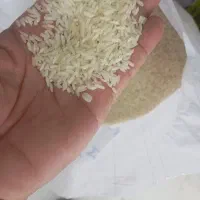 برنج عنبربو مخصوص کشتزارهای شوشتر