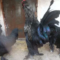 خروس سالم درشت