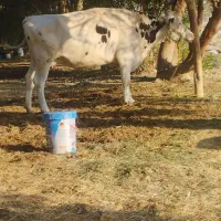 گاو هلشتاین