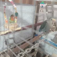 فروشی|پرنده|تهران, شهرک خرازی|دیوار