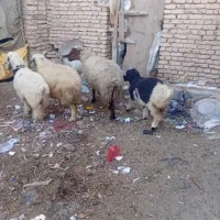 فروش میش وبره