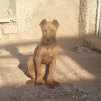 توله ماده سرابی نسلدار