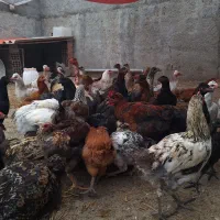 فروش قوغاز اوکراینی و جوجه محلی