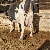 گاو شیری با گوساله|حیوانات مزرعه|تربتحیدریه, پائین ولایت|دیوار