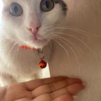 گندم دختر کوچولو