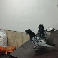 دوجفت کبوتر|پرنده|شیراز, ماه فیروزان|دیوار