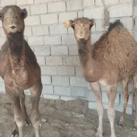 شتر و میش