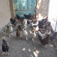 مرغ تخمگذار خوب سالم سر حال|حیوانات مزرعه|نجف‌آباد, نجف‌آباد|دیوار