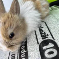 انواع جوجه وخرگوش وهمسترباملزومات