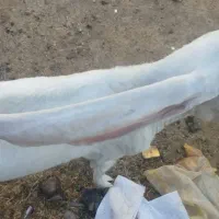 بز پاکستانی گلابی|حیوانات مزرعه|فهرج, |دیوار