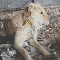 سگ نژاد کانگال