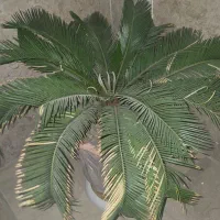 سیکاس