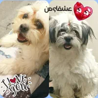 واگذاری دو سگ شیتزو فوری تا اخرهفته