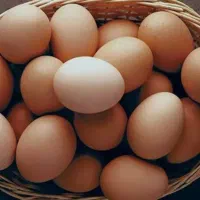 تخم مرغ محلی ارگانیک زرین تخم